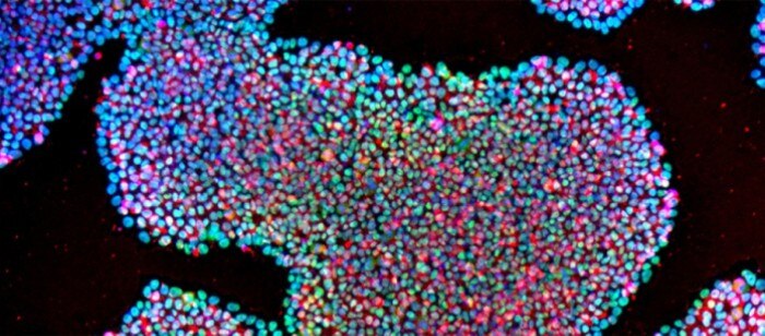 support_cell_culture_basics