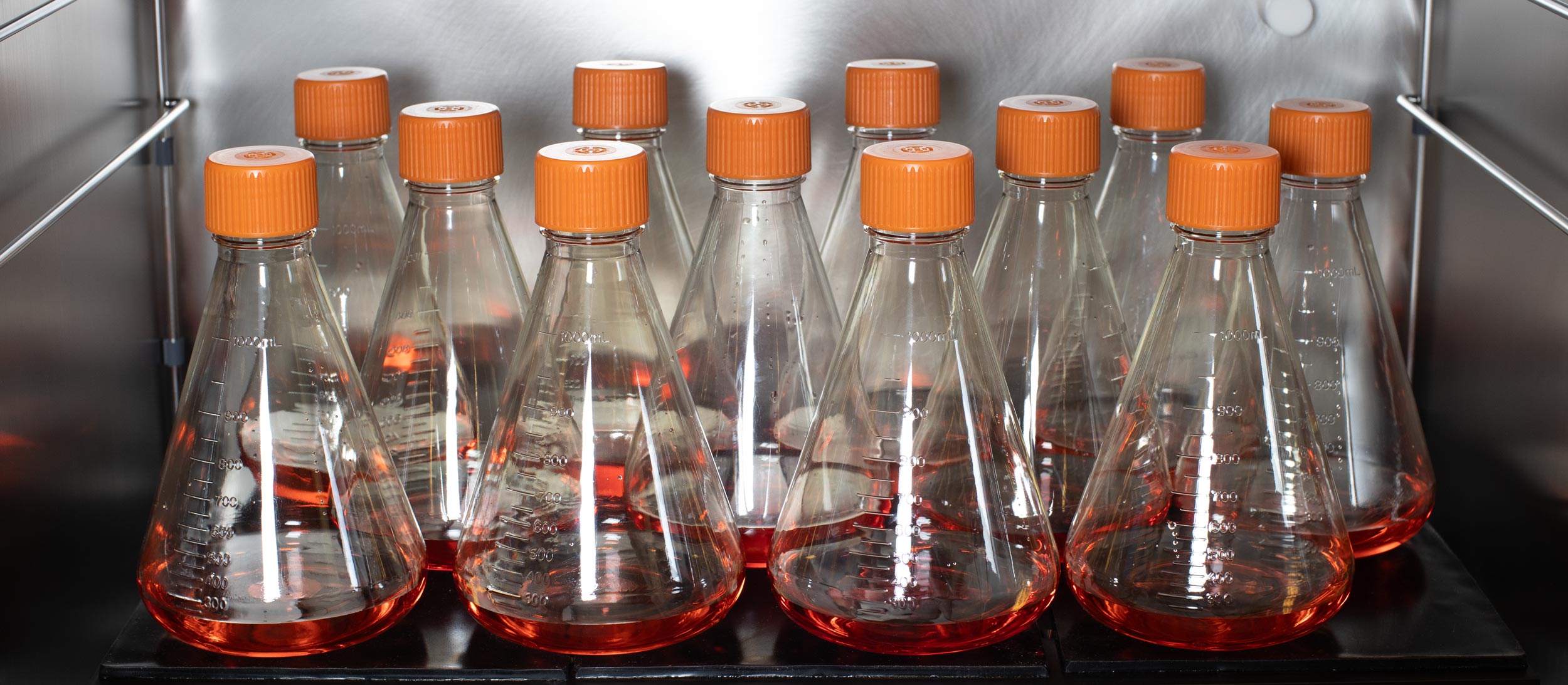 Protein production in mammalian cells - Flasks inside a CO2 shaker