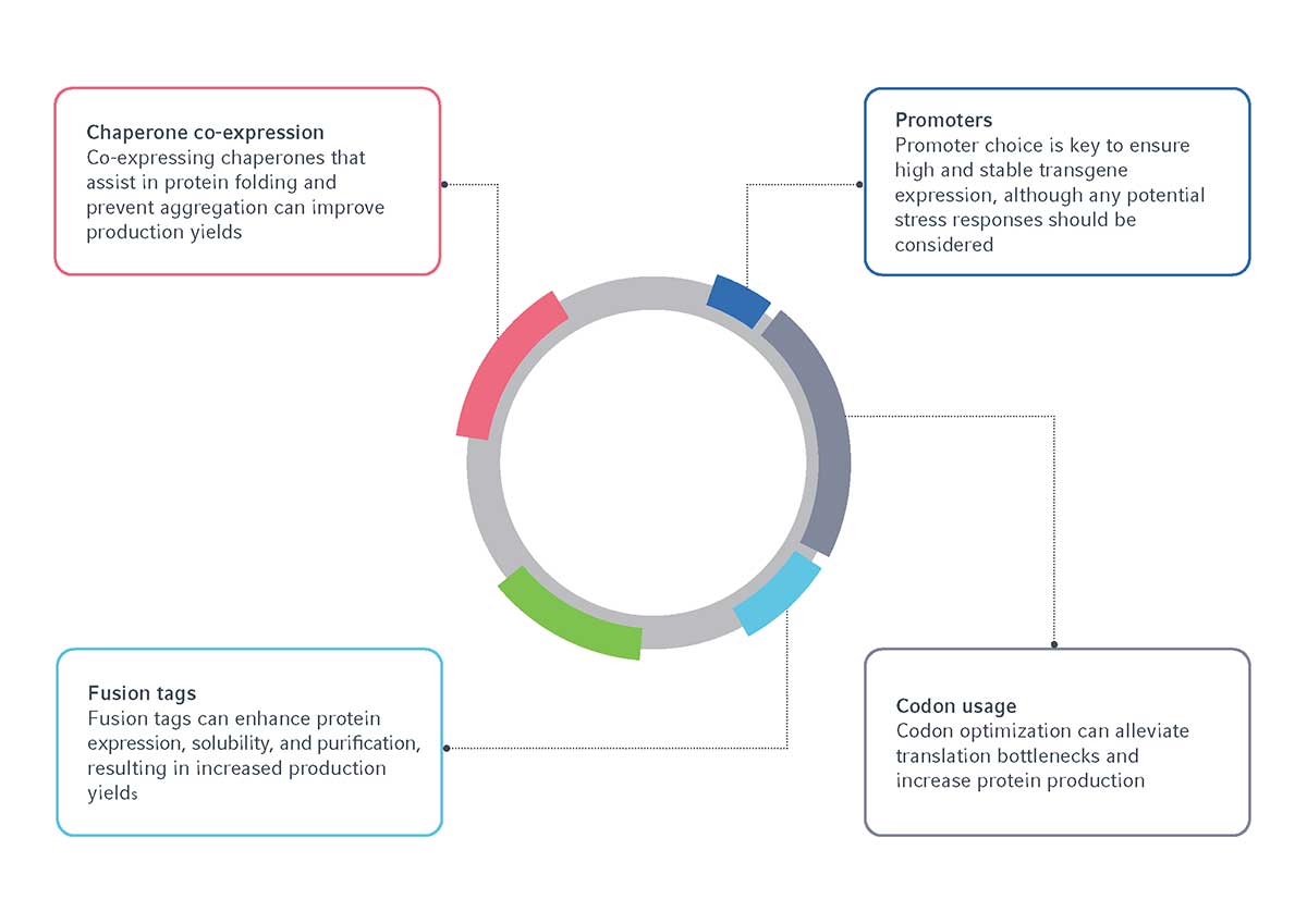 Vector elements requiring optimization for recombinant protein production