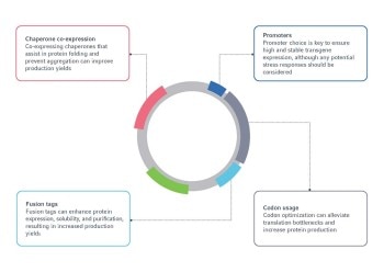 Optimize Protein Top tips for maximizing protein production in mammalian cells ...