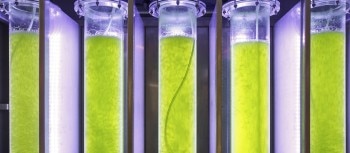 biofuels_afutureblessingoracurse