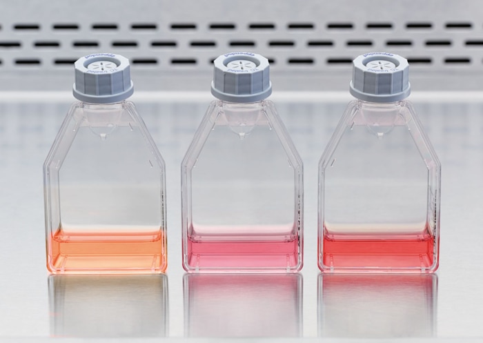 pH dependent color change in phenol red containing culture media. Color change of the medium in three cell culture flasks with