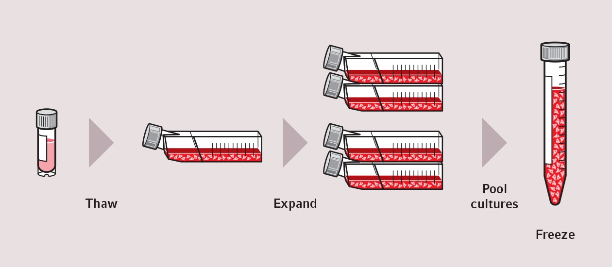 header_cellbanking_1260x550px