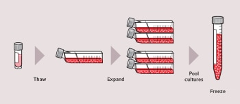 header_cellbanking_1260x550px