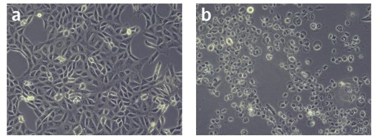 How to Thaw Cells - Guide for More Reproducible Cryopreservation ...