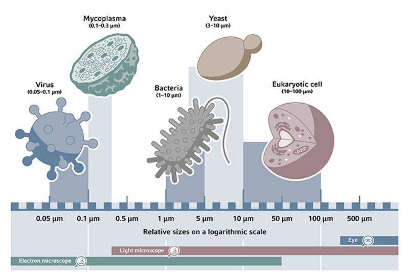 How to recognize bacterial contamination in your cell culture Eppendorf