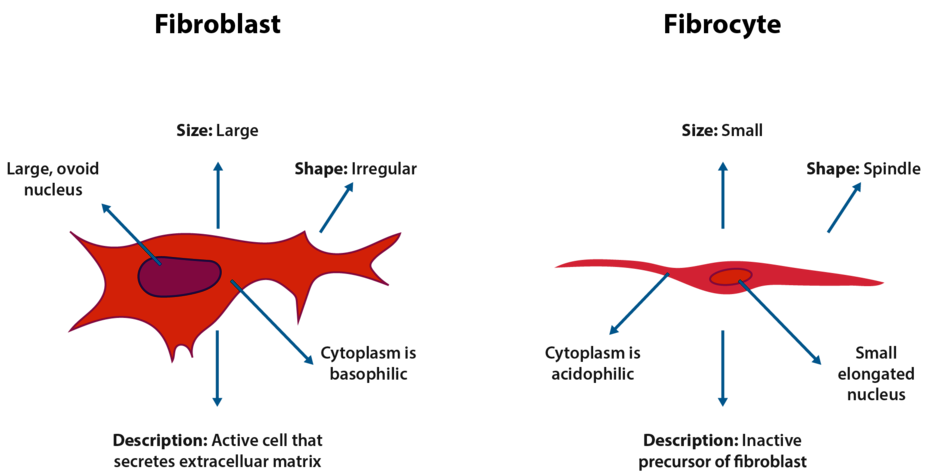 Comparison between fibroblasts and fibrocytes Difference fibroblast and fibrocyte