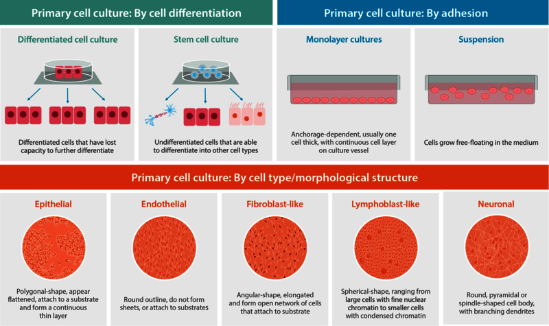 Classification of primary culture based on different criteria What is primary cell culture