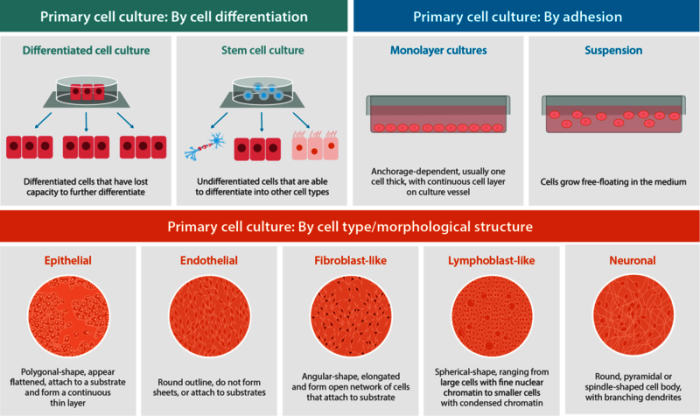 What is primary cell culture