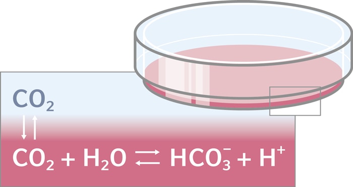 The principal of bicarbonate buffering in cell culture media Chemical equation for the bicarbonate buffering system in cell culture media