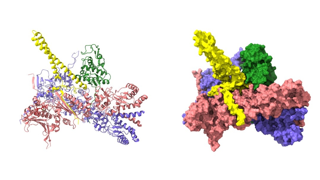 chaperones_1260x709px