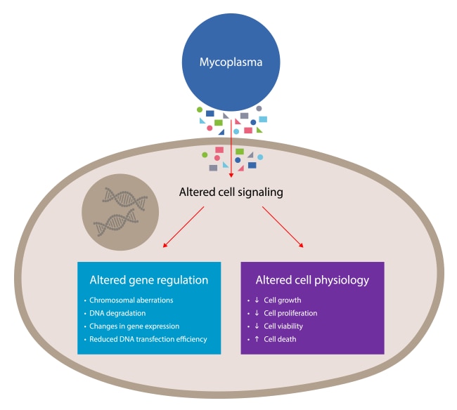 Mycoplasma contamination effects