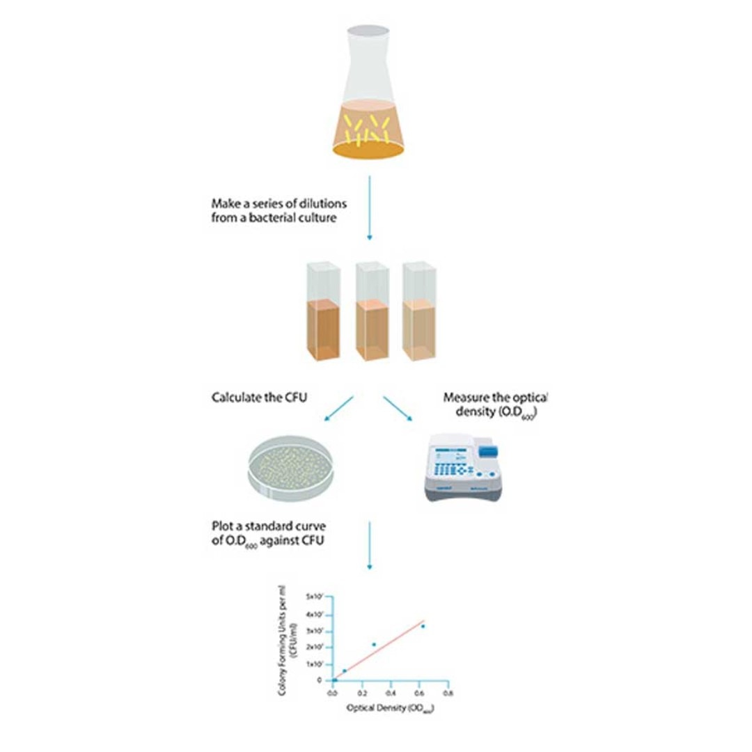 Bacterial cell counting – Optical density (OD) measurement