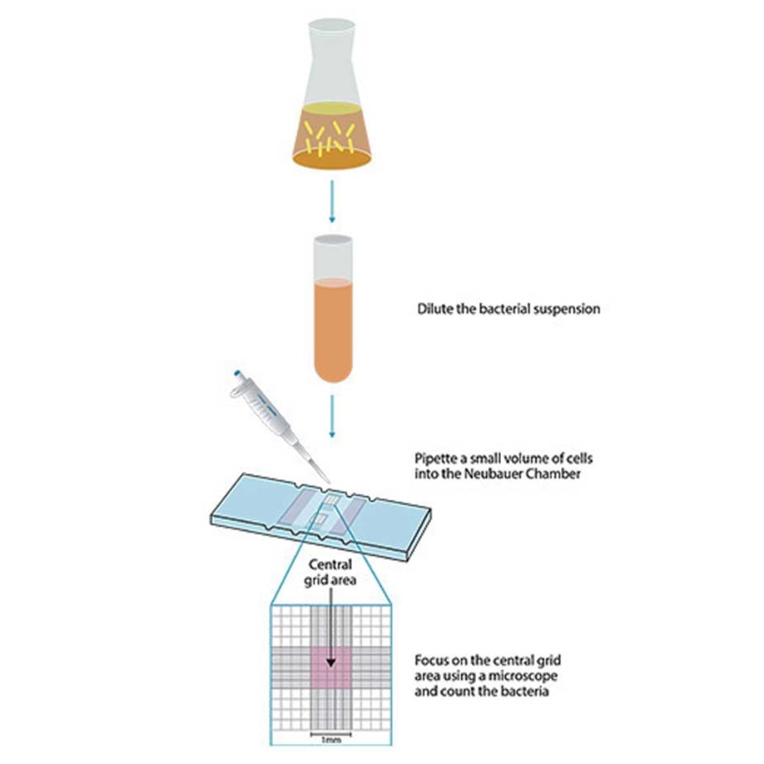 Bacterial cell counting – Neubauer chamber