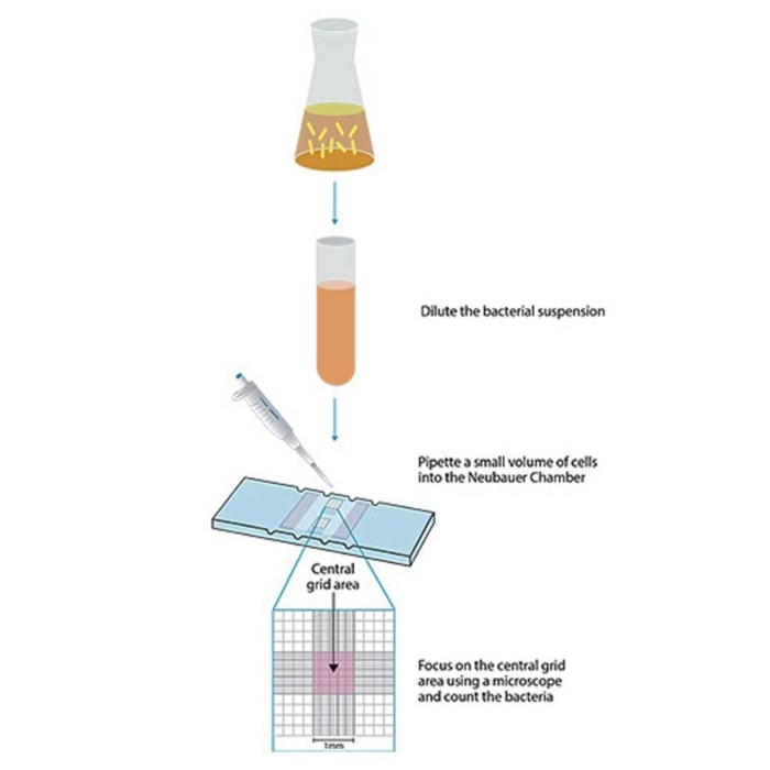 Bacterial cell counting – Neubauer chamber