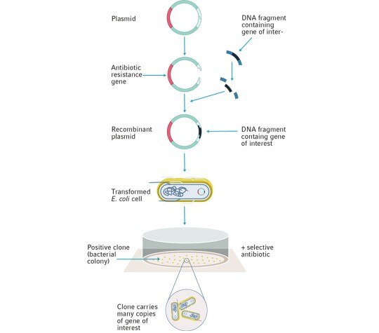How To Select An E Coli Strain Eppendorf 艾本德 