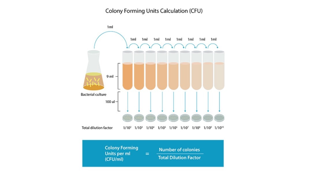 Quantification of bacterial cultures – colony forming units (CFU)