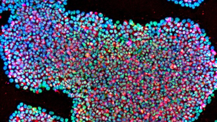 header_stem_cells_1260x710