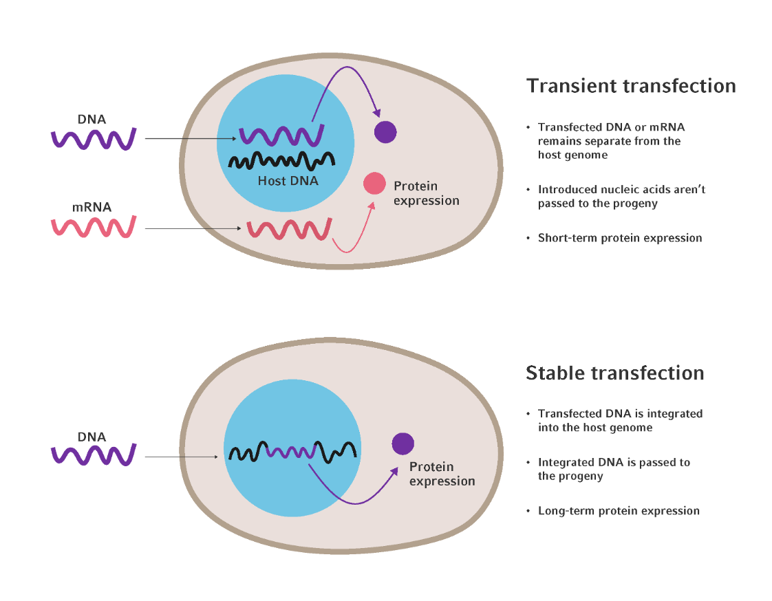 stablevstransientexpression