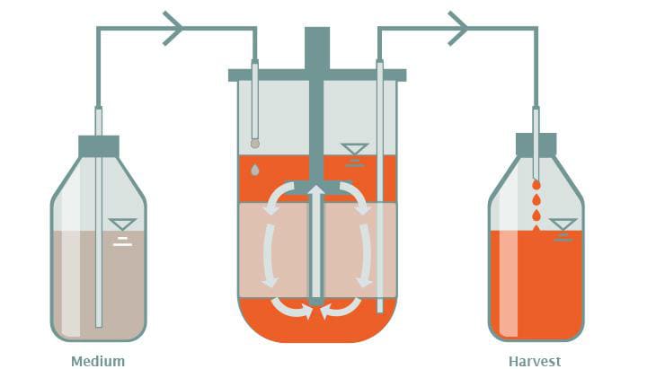Graphic-packed-bed-perfusion