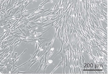 CCCadvanced® FN1 motifs Cell Culture Plates