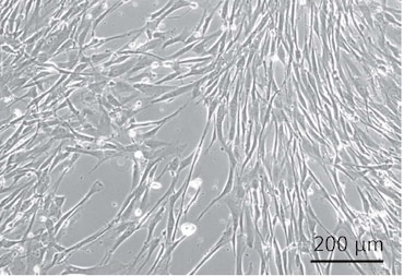 CCCadvanced? FN1 motifs Cell Culture Flasks