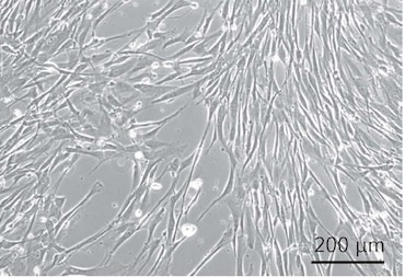 CCCadvanced® FN1 motifs Cell Culture Dishes