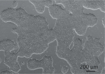 CCCadvanced? FN1 motifs Cell Culture Flasks