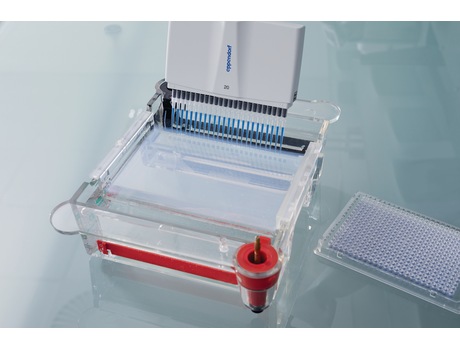 Eppendorf multi-channel pipette with 24 tips dispensing liquid into agarose gel for gel electrophoresis