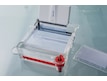 Eppendorf multi-channel pipette with 24 tips dispensing liquid into agarose gel for gel electrophoresis
