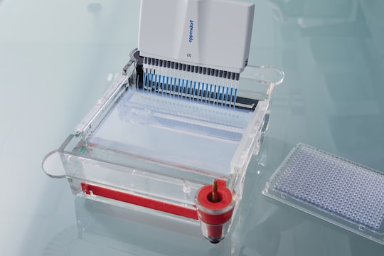 Eppendorf multi-channel pipette with 24 tips dispensing liquid into agarose gel for gel electrophoresis