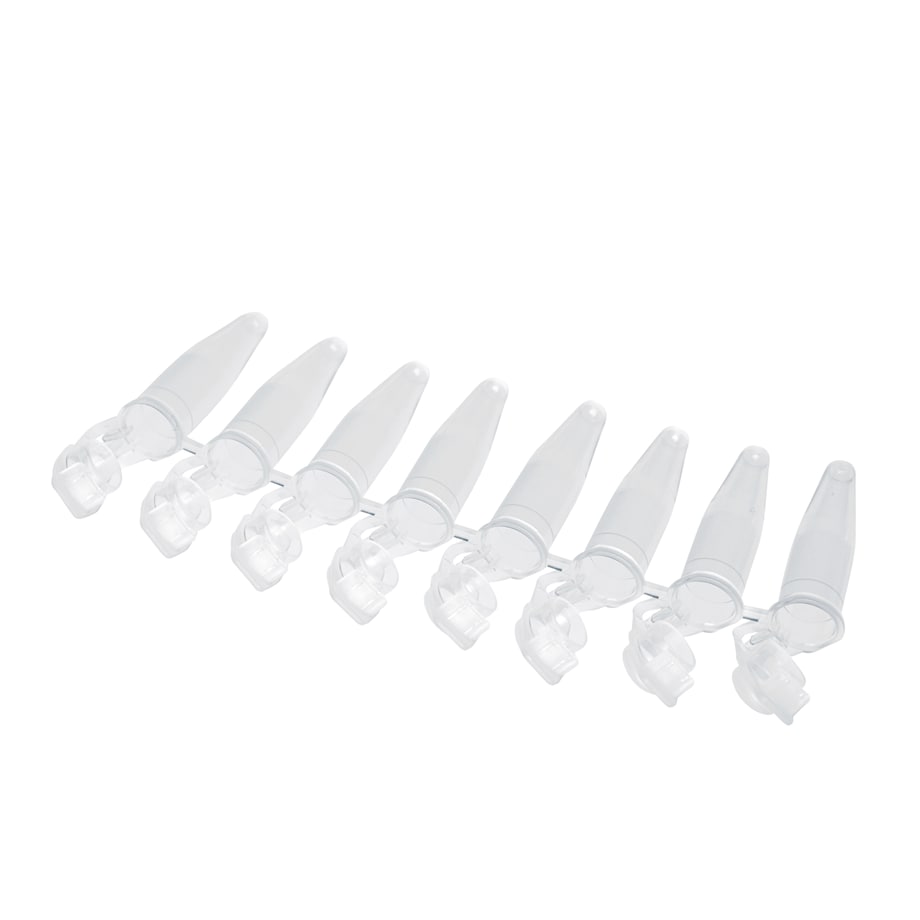 PCR Tube Strips 0.2 tube strip with open lids Image – PCR Tube Strips 0.2 tube strip with open lids