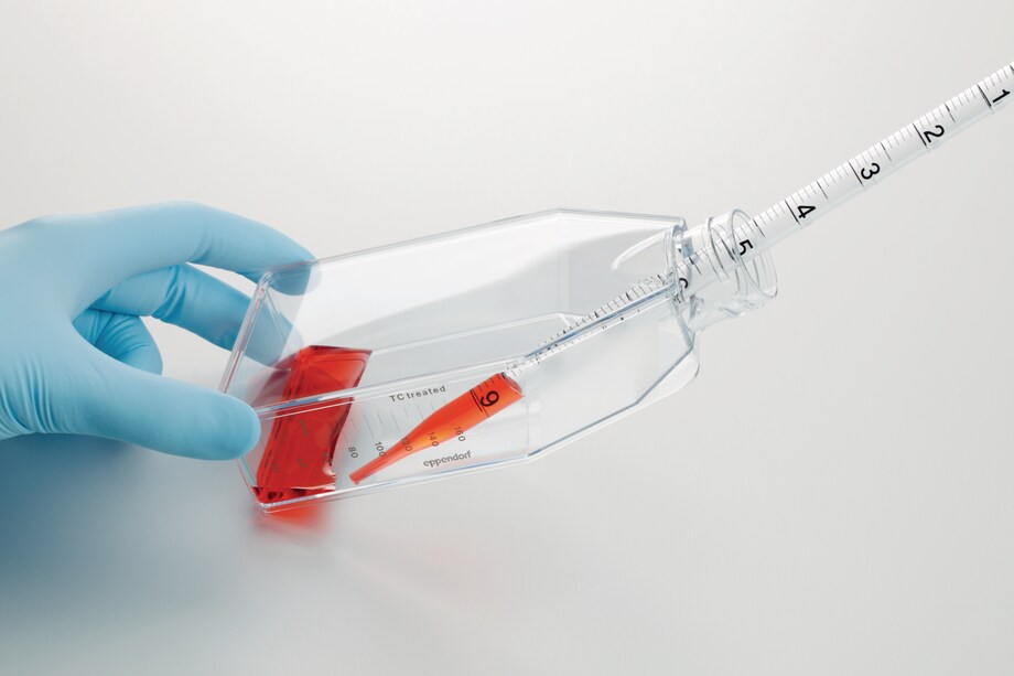 Image – Cell Culture Flask T-75 with hand and pipet Image – Cell Culture Flask T-75 with hand and pipet
