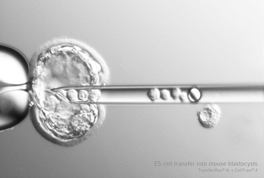 ES cell transfer into mouse blastocysts ES cell transfer into mouse blastocysts