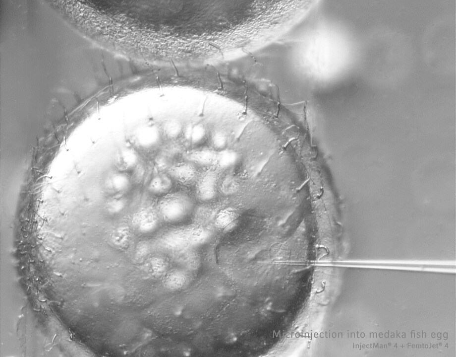 Microinjection into medaka fish egg Microinjection into medaka fish egg