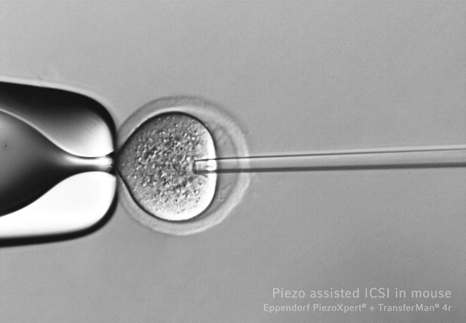 PIEZO assisted ICSI in mouse PIEZO assisted ICSI in mouse