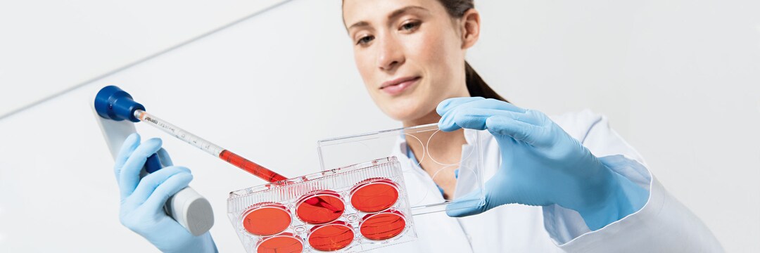 Image – Cell Culture Plate 6-Well woman pipetting Woman pipettes red liquid with a serological pipette onto a 6-well cell culture plate.