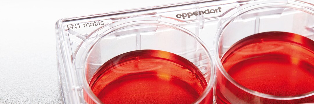 CCCadvanced FN1 motifs plate 6-well Detail of a 6-well CCCadvanced FN1 motifs plate, filled with red liquid