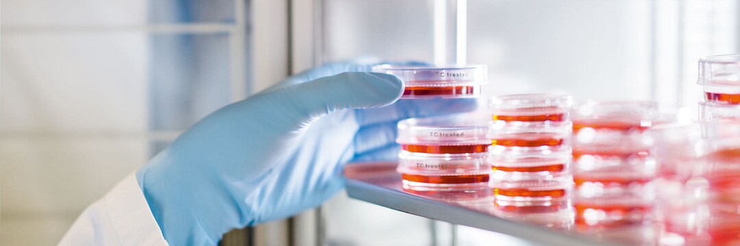 Cell Culture Consumables in incubator with hand 02 Close up of a hand taking a cell culture dish from a shelf with many cell culture dishes filled with red liquid.