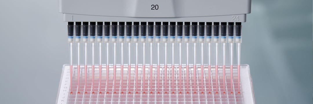 Close-up of 24 epT.I.P.S.384 on a multi-channel lower part which is held over a plate for pipetting. The tips are half filled with liquid and all have a drop at the tip.
