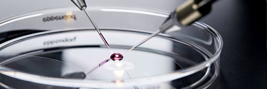 Micropipettes, Microcapillaries Close-up of 2 Eppendorf microcapillaries, with which a drop of liquid is injected on an Eppendorf Cell Culture dish