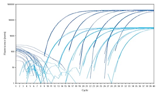 Fluorescence intensity graph in Eppendorf twin.tec® real-time PCR plates