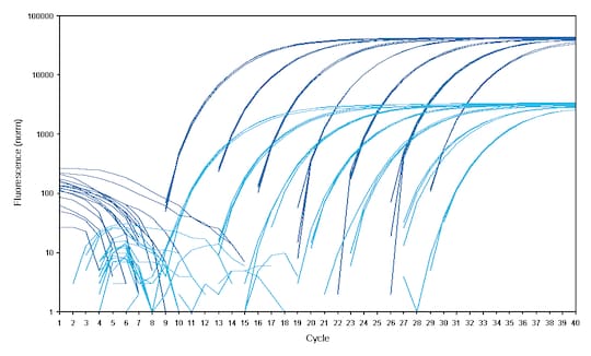 Fluorescence intensity graph in Eppendorf twin.tec® real-time PCR plates